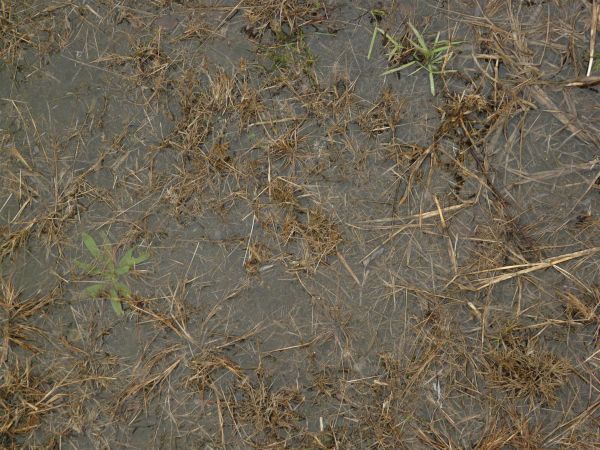 Brown grass texture, mostly covered by clear water.